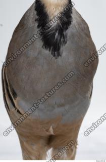 animal skin feather 0006